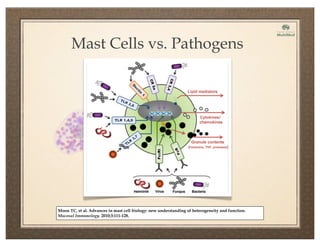 Moon TC, et al. Advances in mast cell biology: new understanding of heterogeneity and function.
Mucosal Immunology. 2010;3:111-128.
Mast Cells vs. Pathogens
 