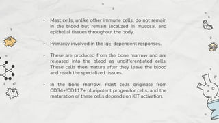 • Mast cells, unlike other immune cells, do not remain
in the blood but remain localized in mucosal and
epithelial tissues throughout the body.
• Primarily involved in the IgE-dependent responses.
• These are produced from the bone marrow and are
released into the blood as undifferentiated cells.
These cells then mature after they leave the blood
and reach the specialized tissues.
• In the bone marrow, mast cells originate from
CD34+/CD117+ pluripotent progenitor cells, and the
maturation of these cells depends on KIT activation.
 