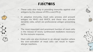 • These cells also help in providing immunity against viral
antigens by the release of IFN-α and IFN-β.
• In adaptive immunity, mast cells process and present
antigen via MHCI and MHCII, and these also activate
dendritic cells, which are professional antigen-presenting
cells.
• The most important and prominent function of mast cells
is the release of newly synthesized mediators necessary
for the immune response.
• Mast cells are also involved in an allergic reaction where
the over-activation of mast cells can result in hyper-
allergic reactions.
FUNCTIONS
 