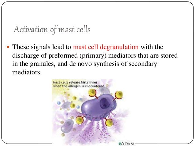 mast cells in health and disease final dr karishma mast cell degranulation