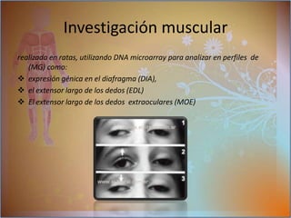 fatiga Investigación muscular realizada en ratas, utilizando DNA microarray para analizar en perfiles  de (MG) como:expresión génica en el diafragma (DIA), 