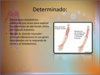 el extensor largo de los dedos (EDL)  