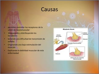 Causas Es una reacción realizada por sus propias  células del organismo Defensa: atacando elementos extraños Ej.: tumores; infeccionasFunción contra anticuerpos receptoresSituados en las fibras muscularseCreando: para señales al musculo de:permiten controlar los receptores de la union de neuromuscular bloqueando y distribuyendo los receptores teniendo una dificultad de transmisión de señales Originando una baja estimulación del musculo Explicando la debilidad muscular de esta enfermedad autoanticuerposmotoneuronas