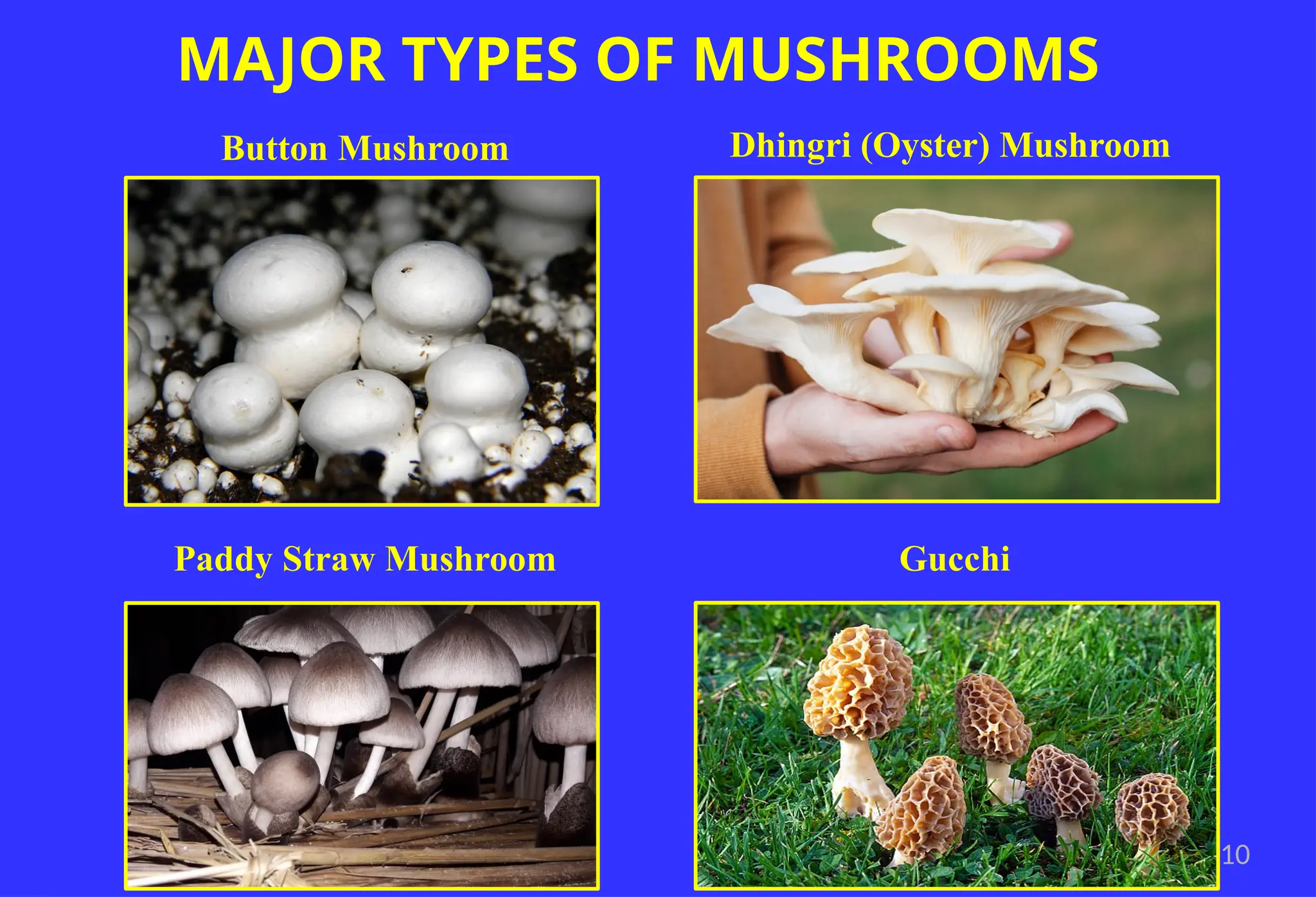 10
Button Mushroom Dhingri (Oyster) Mushroom
Paddy Straw Mushroom Gucchi
MAJOR TYPES OF MUSHROOMS
 