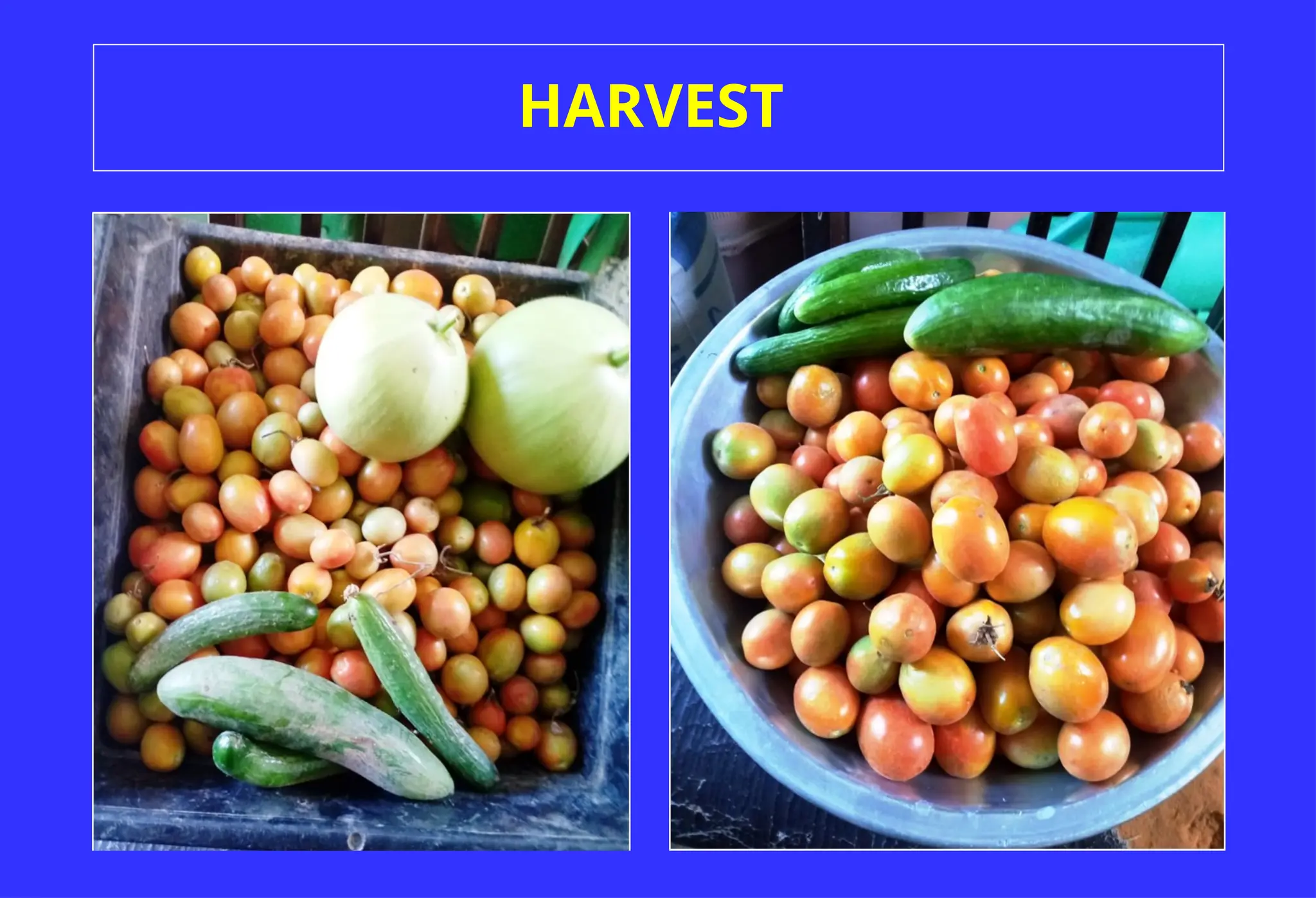 HARVEST
 