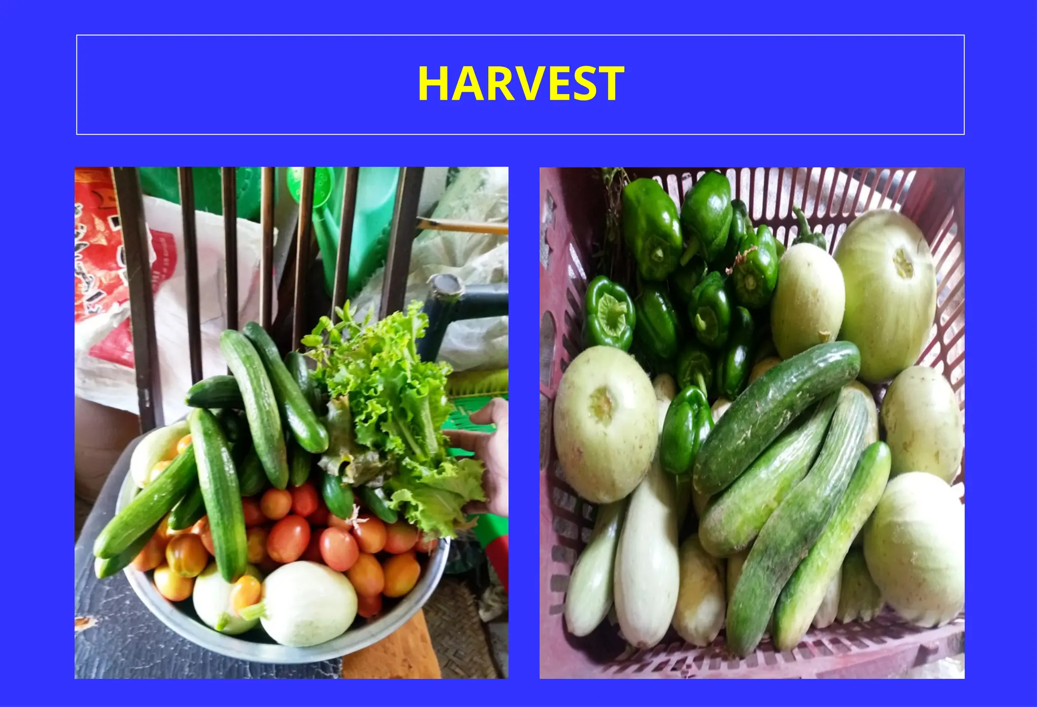HARVEST
 