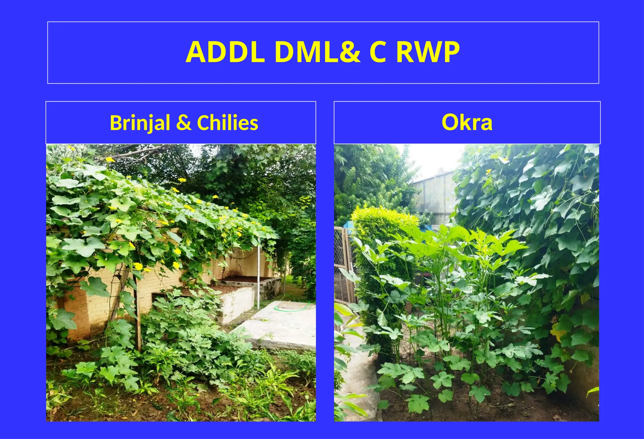 ADDL DML& C RWP
Okra
Brinjal & Chilies
 