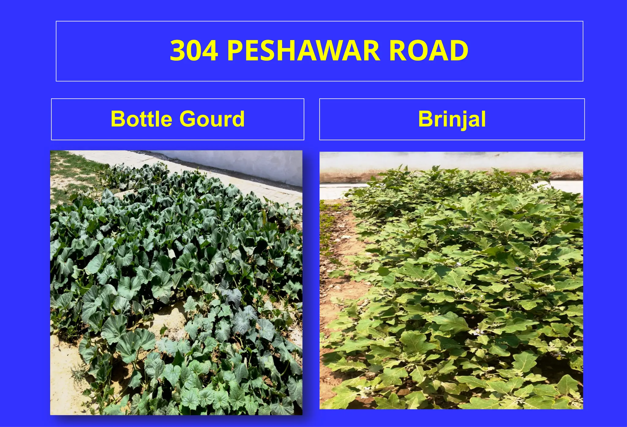 304 PESHAWAR ROAD
Brinjal
Bottle Gourd
 