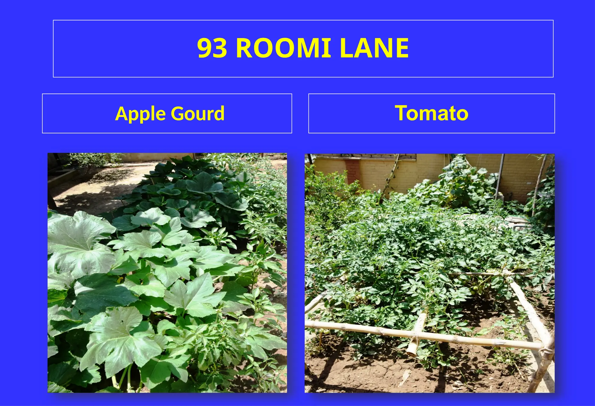 93 ROOMI LANE
Tomato
Apple Gourd
 