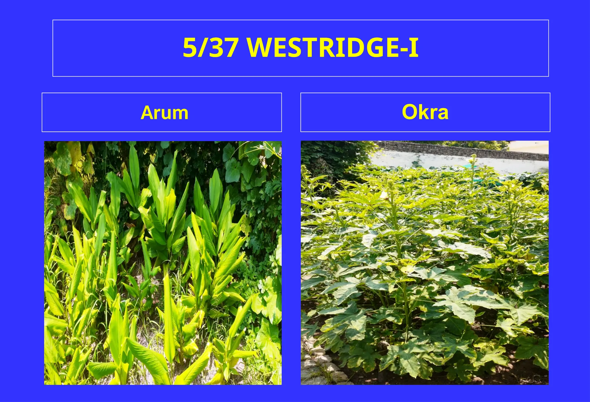 5/37 WESTRIDGE-I
Okra
Arum
 
