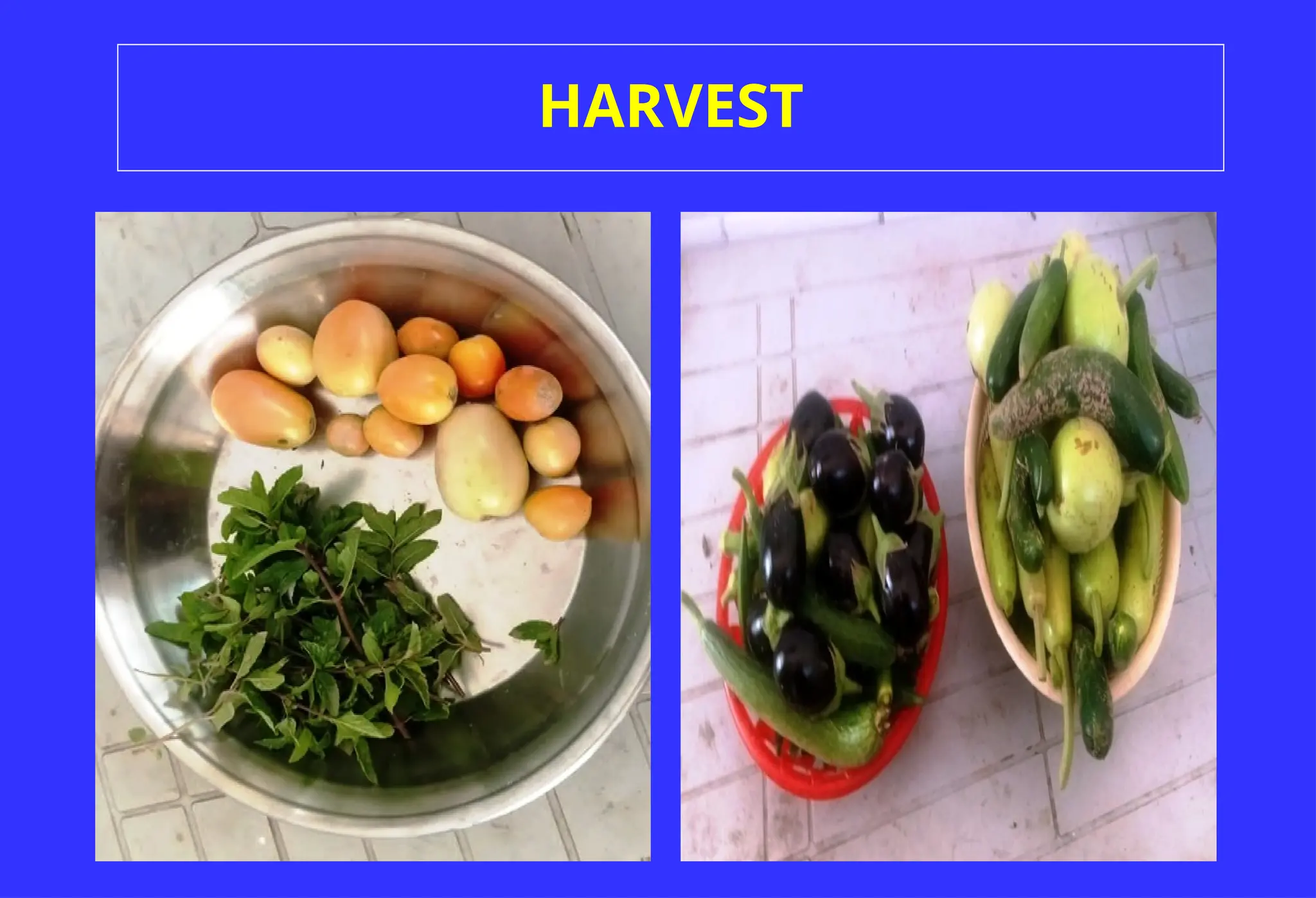 HARVEST
 