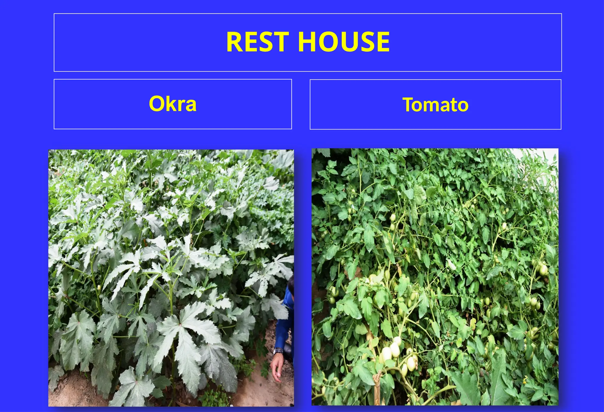 REST HOUSE
Okra Tomato
 