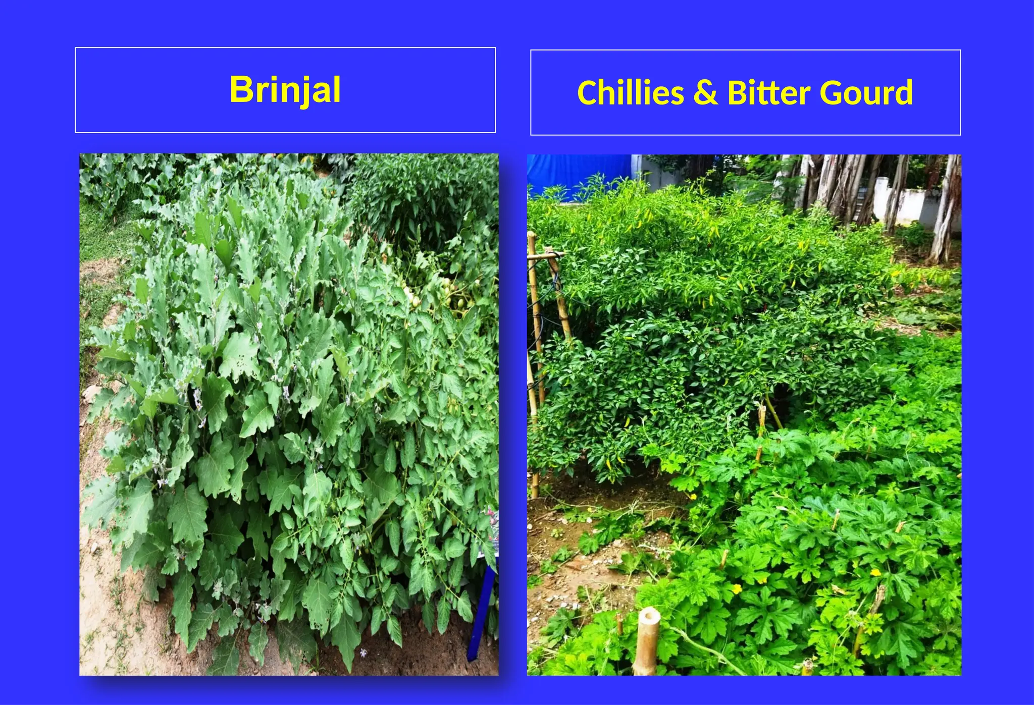 Brinjal Chillies & Bitter Gourd
 