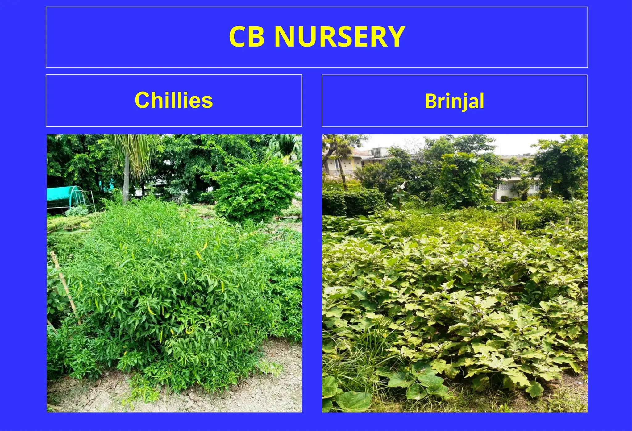 CB NURSERY
Chillies Brinjal
 