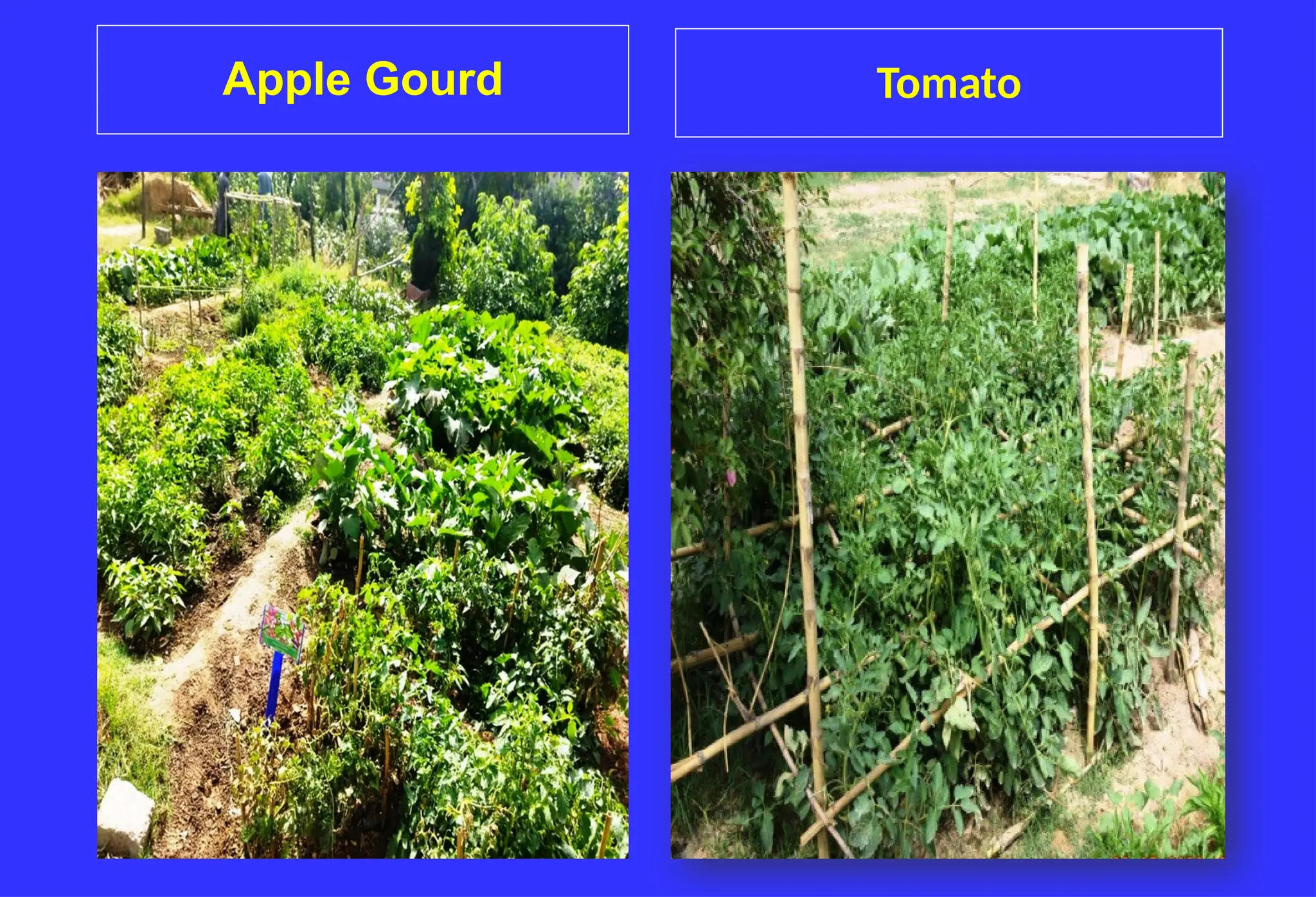 Apple Gourd Tomato
 