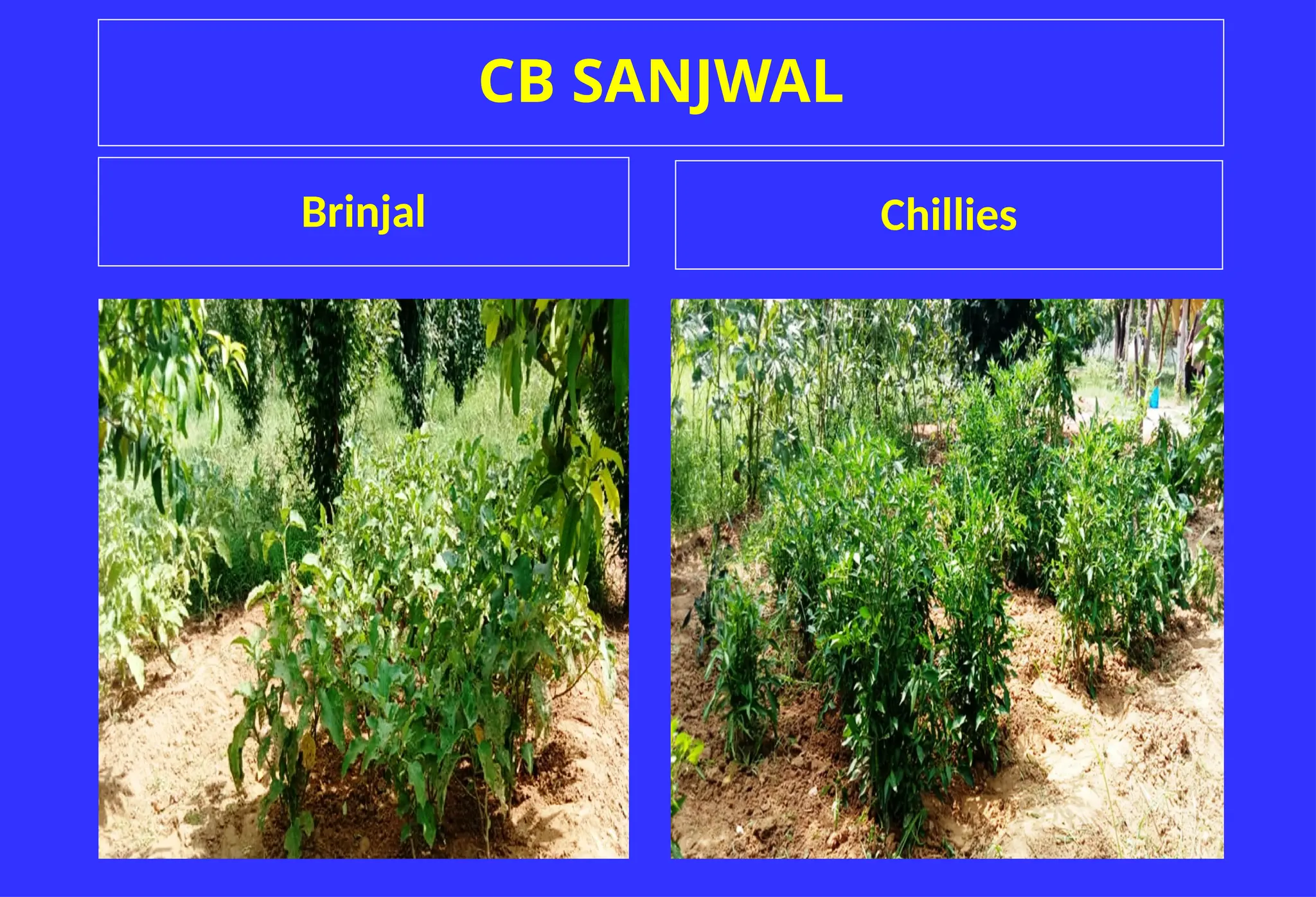 CB SANJWAL
Brinjal Chillies
 