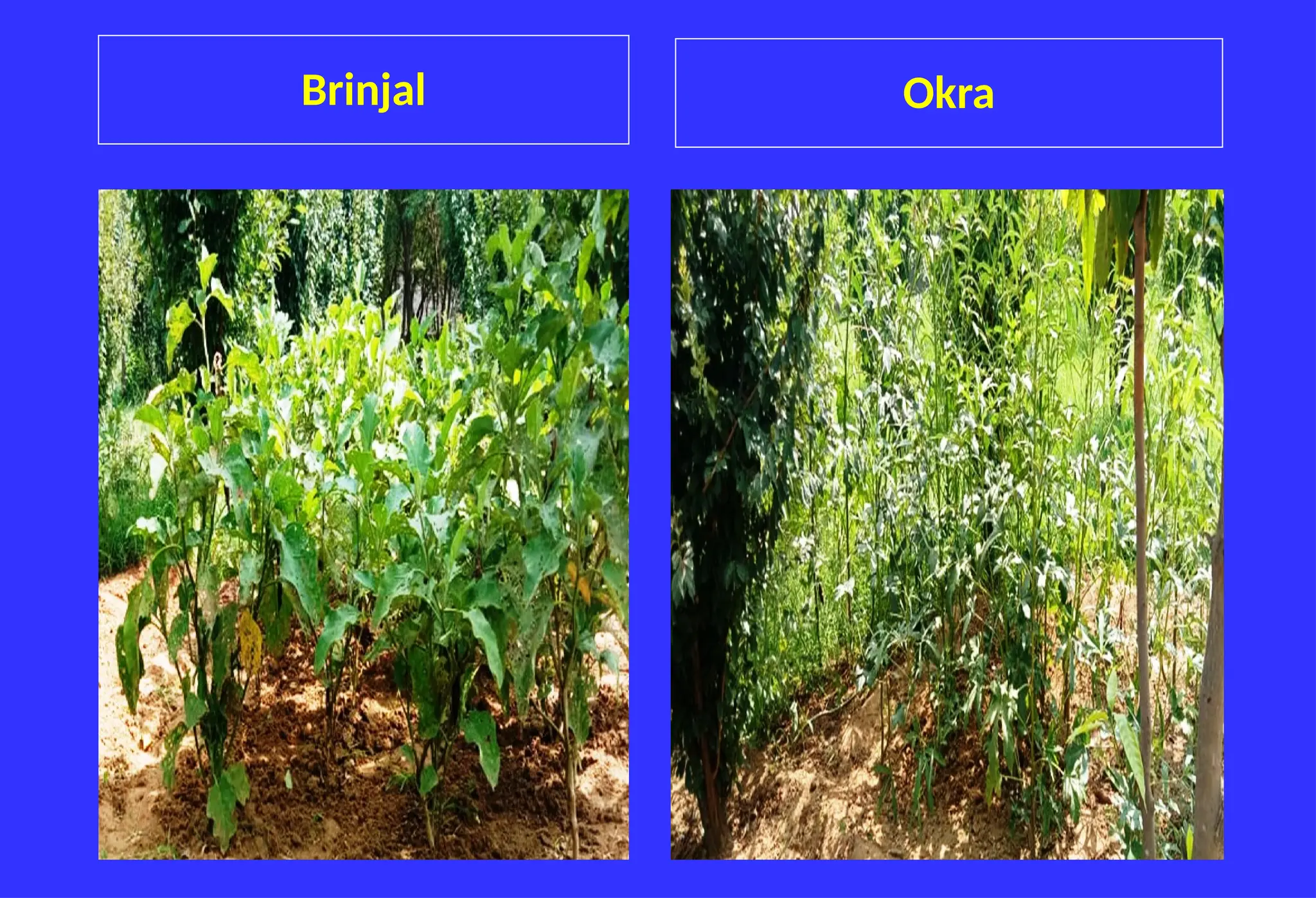 Brinjal Okra
 