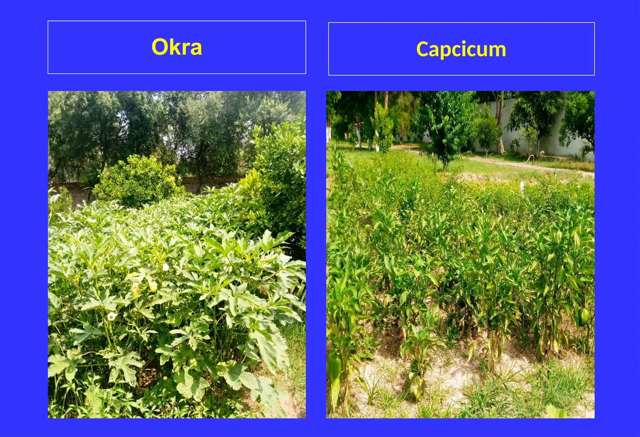 Okra Capcicum
 