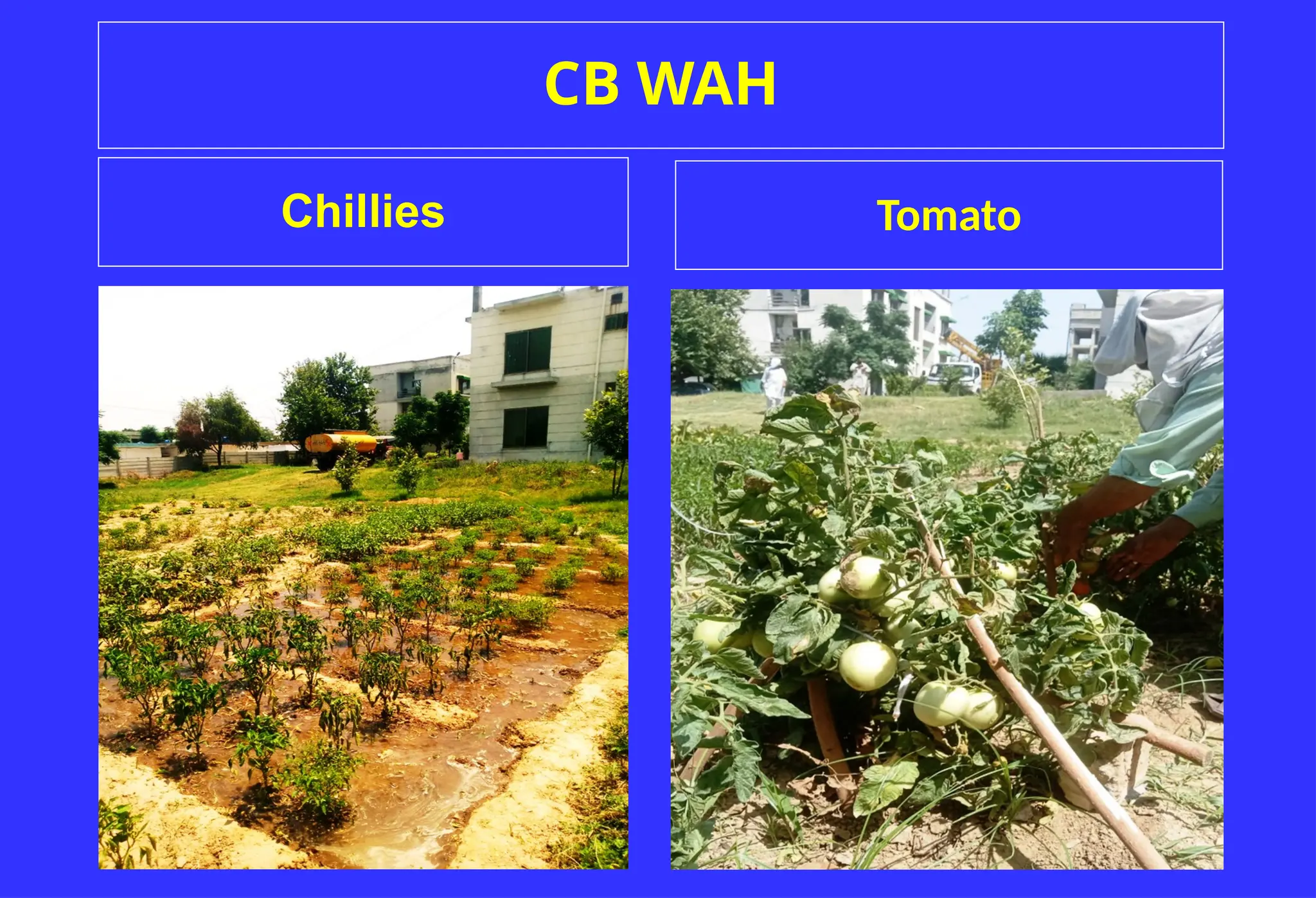 CB WAH
Chillies Tomato
 
