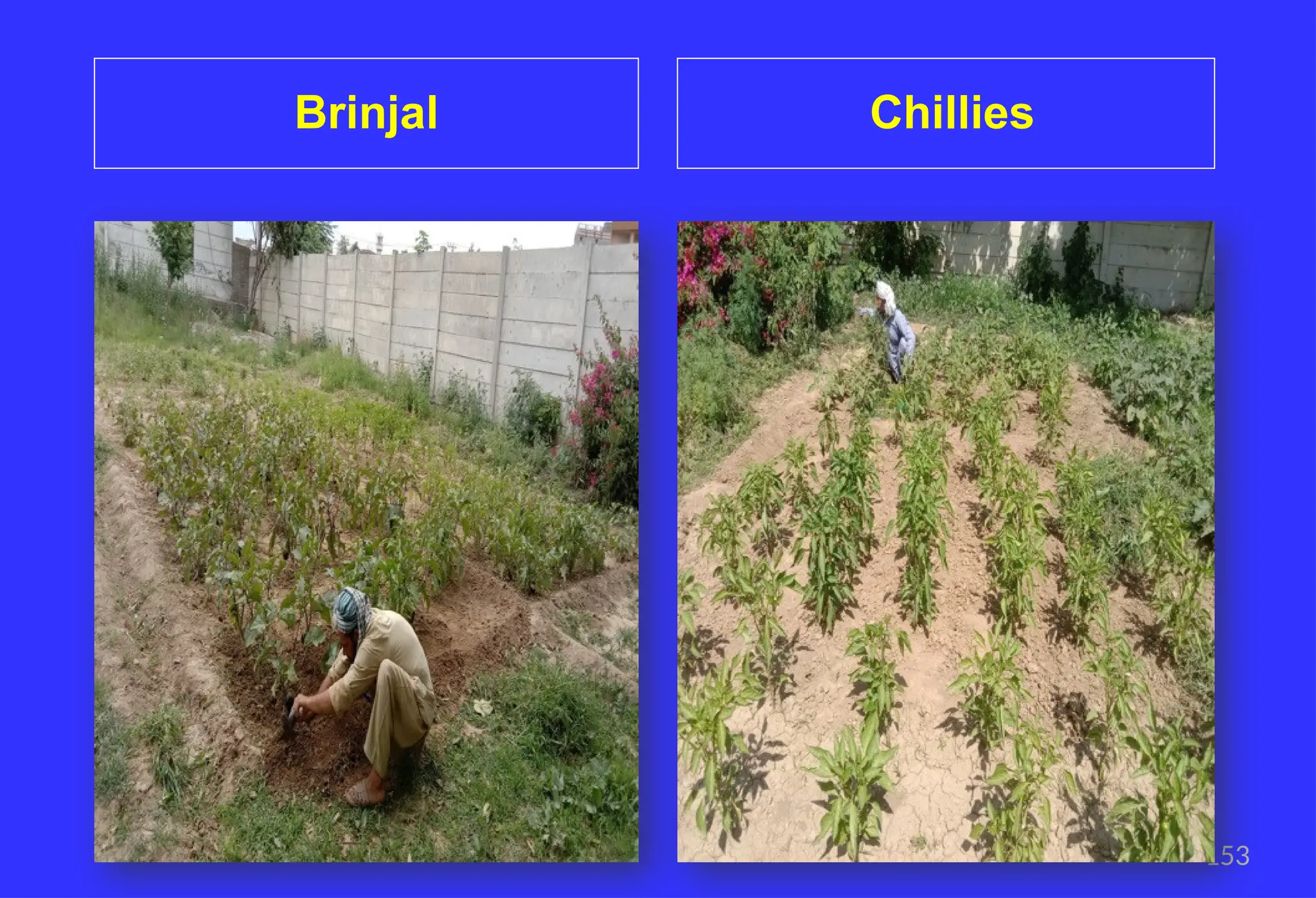 153
Brinjal Chillies
 