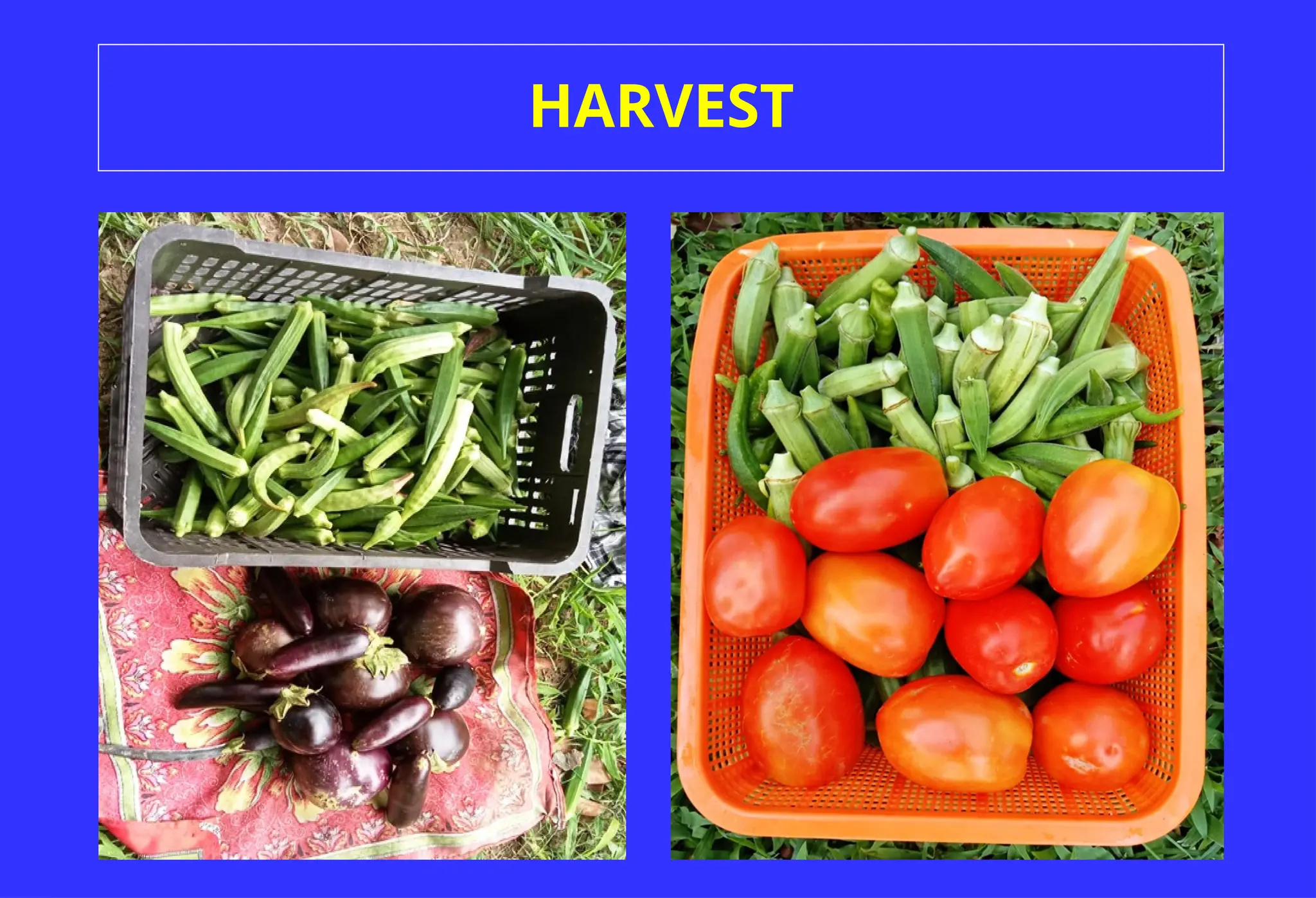 HARVEST
 
