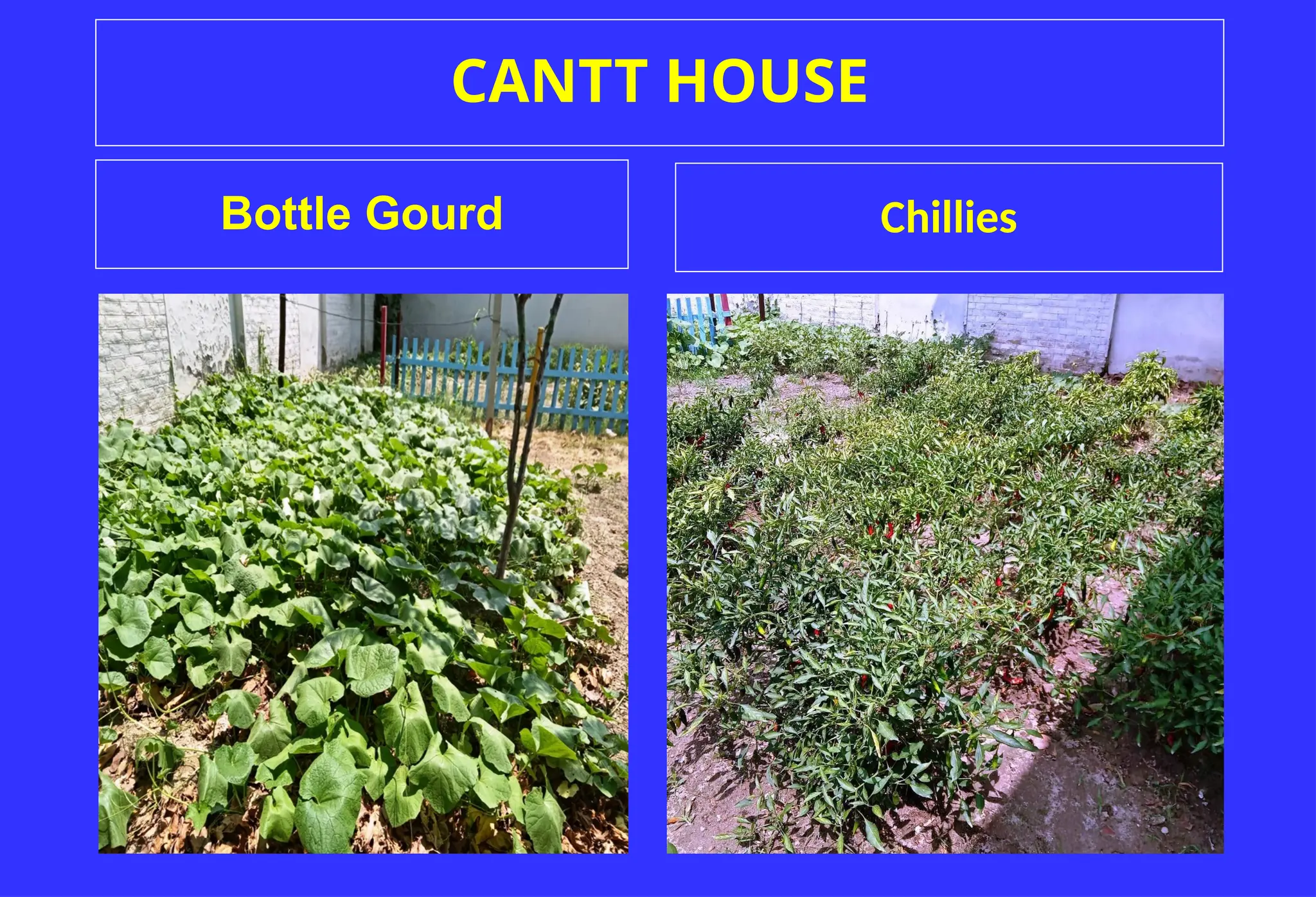 CANTT HOUSE
Bottle Gourd Chillies
 
