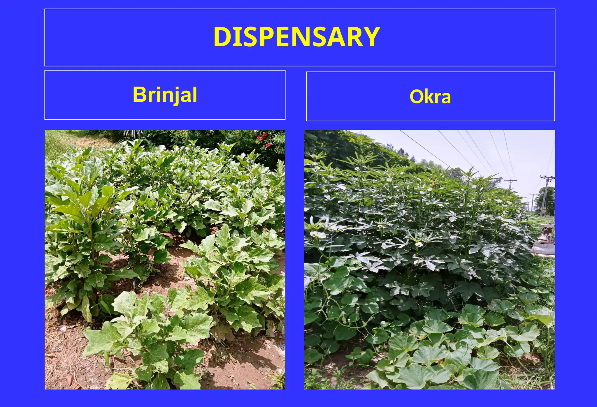 DISPENSARY
Brinjal Okra
 