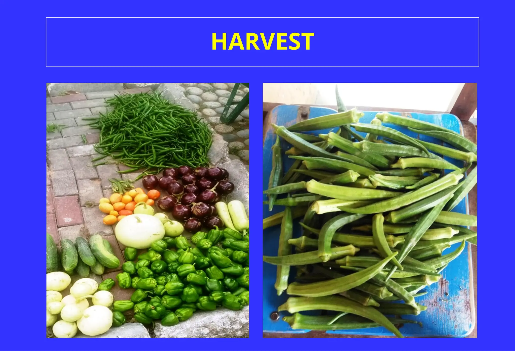 HARVEST
 