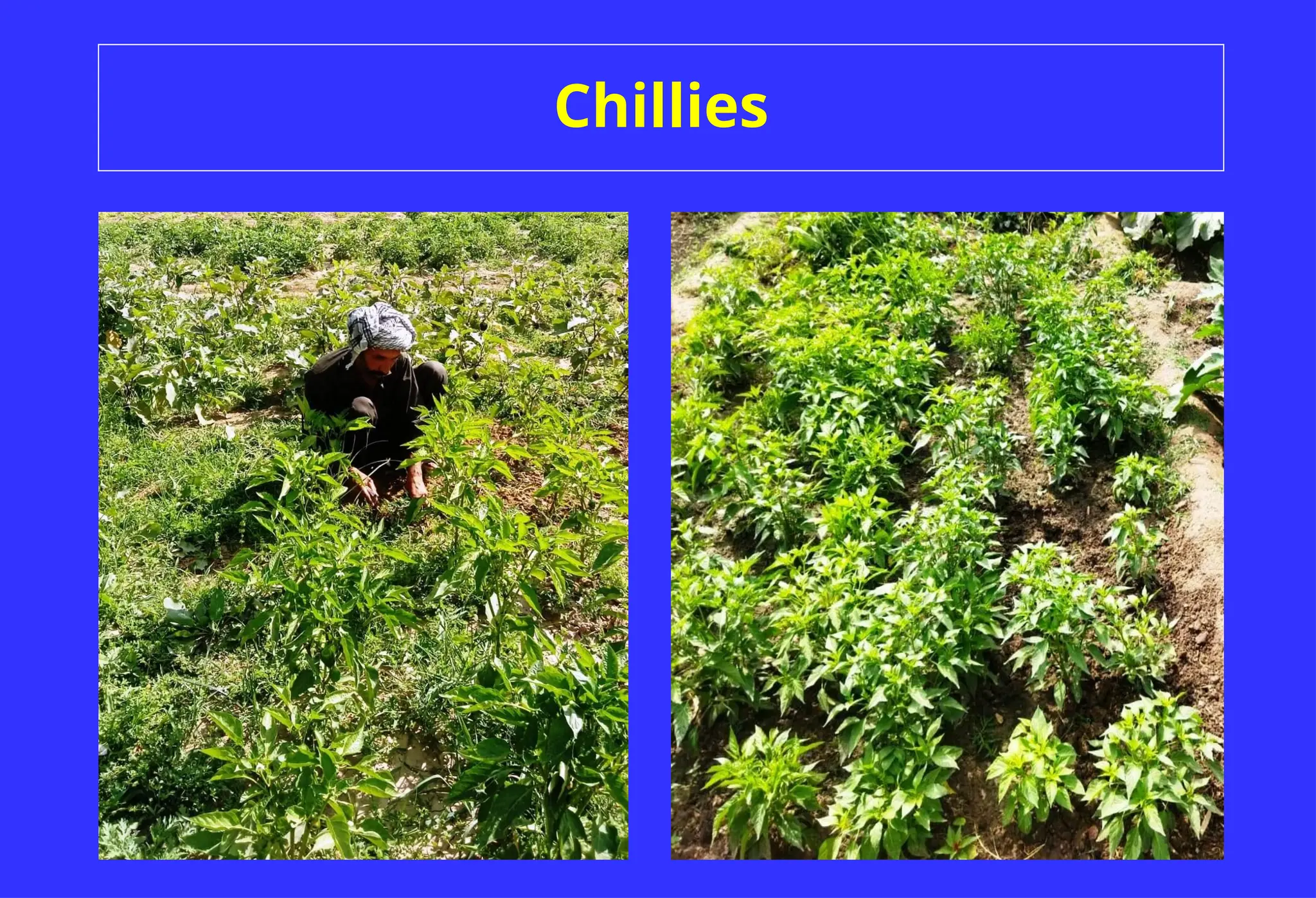 Chillies
 
