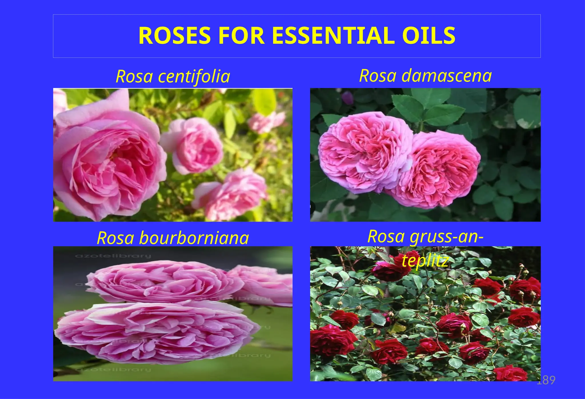 189
ROSES FOR ESSENTIAL OILS
Rosa centifolia Rosa damascena
Rosa bourborniana Rosa gruss-an-
teplitz
 