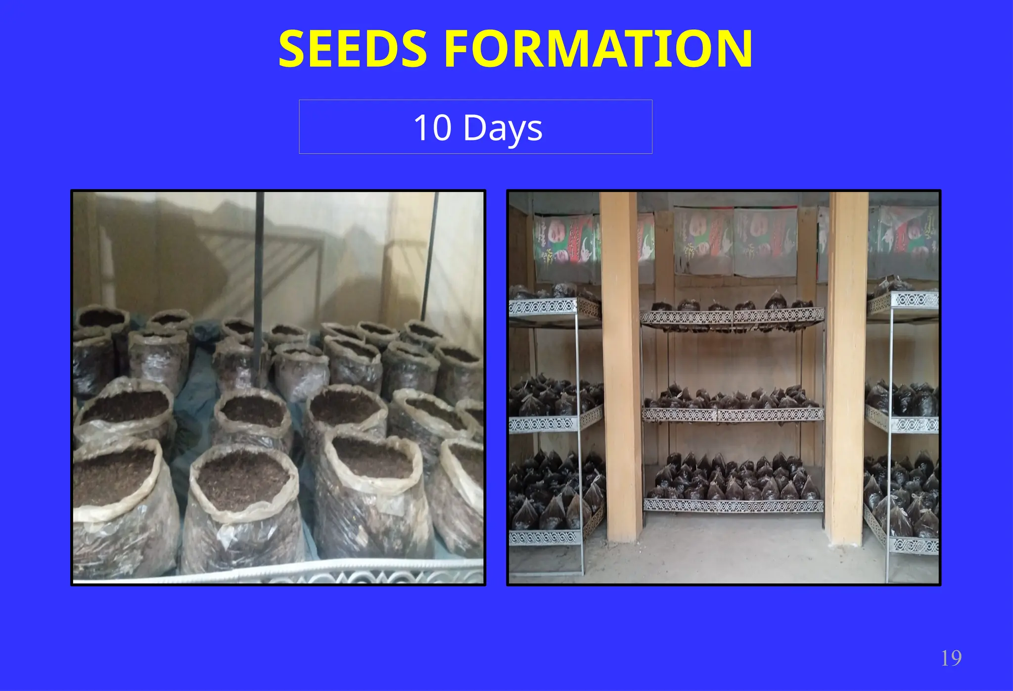 SEEDS FORMATION
19
10 Days
 