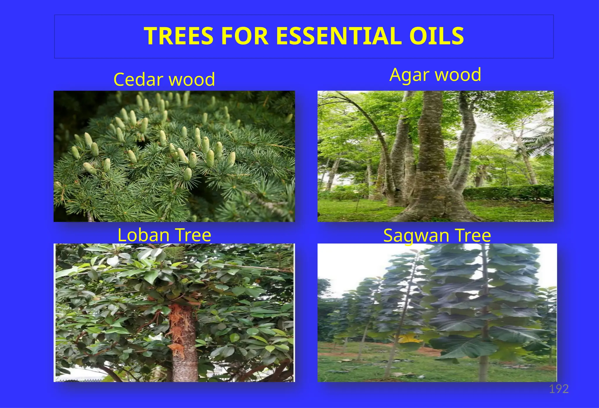 192
TREES FOR ESSENTIAL OILS
Cedar wood Agar wood
Loban Tree Sagwan Tree
 