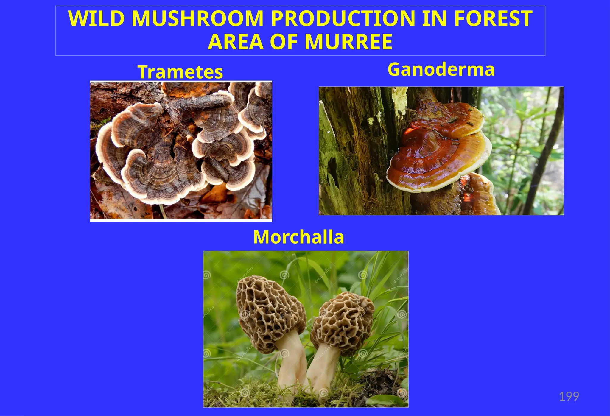 199
WILD MUSHROOM PRODUCTION IN FOREST
AREA OF MURREE
Trametes
Versicolor
Ganoderma
Morchalla
 