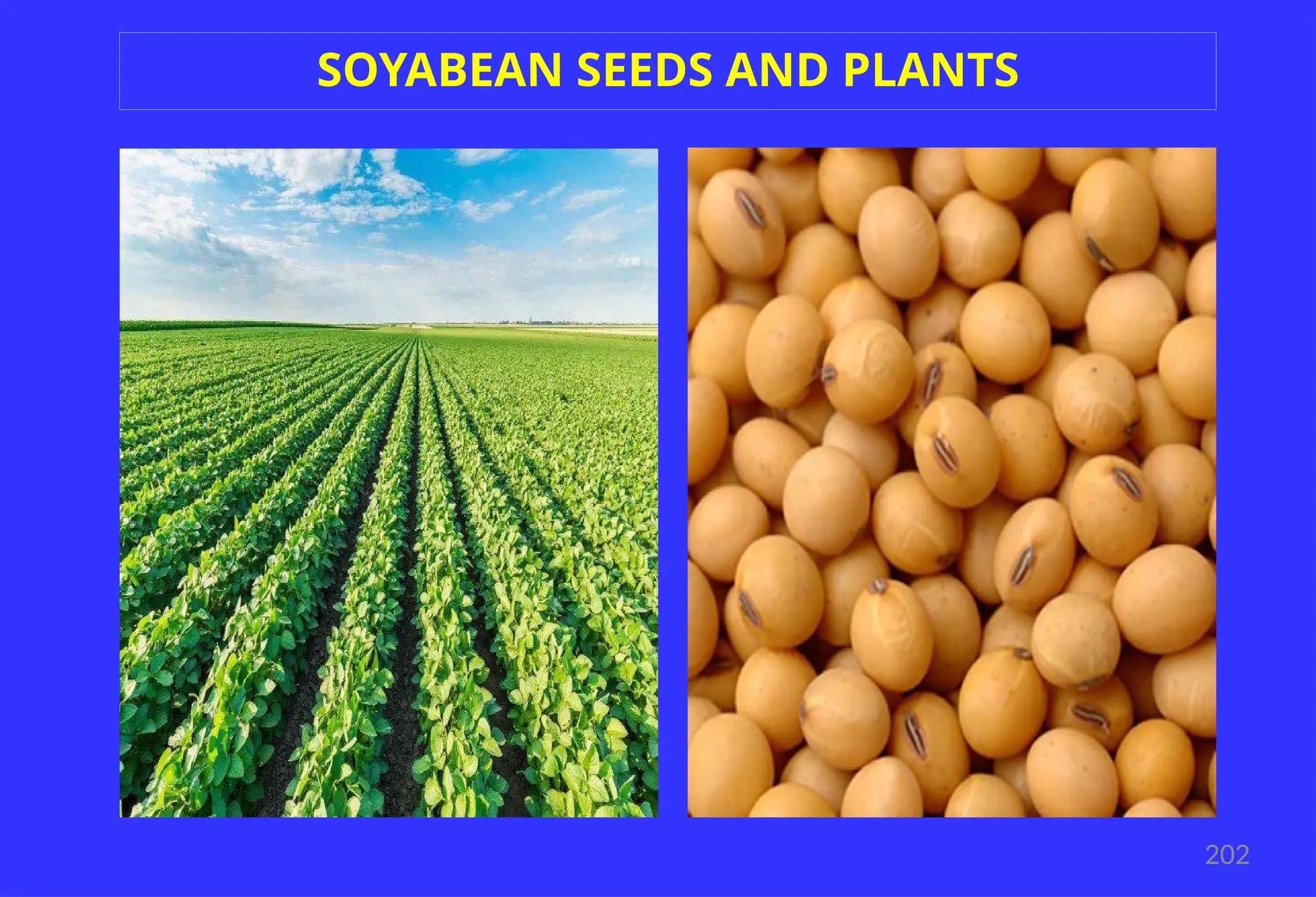 202
SOYABEAN SEEDS AND PLANTS
 