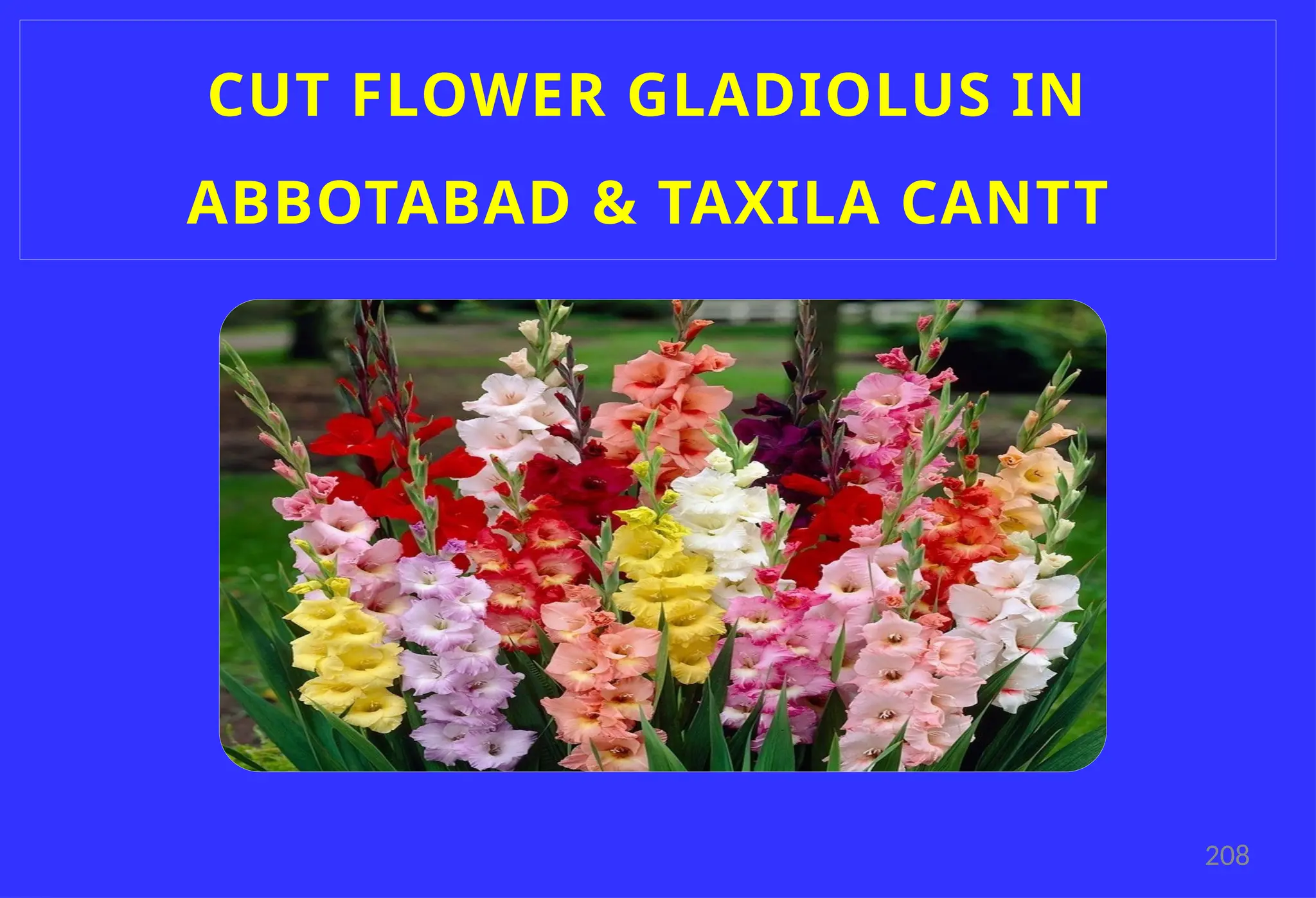 208
CUT FLOWER GLADIOLUS IN
ABBOTABAD & TAXILA CANTT
 