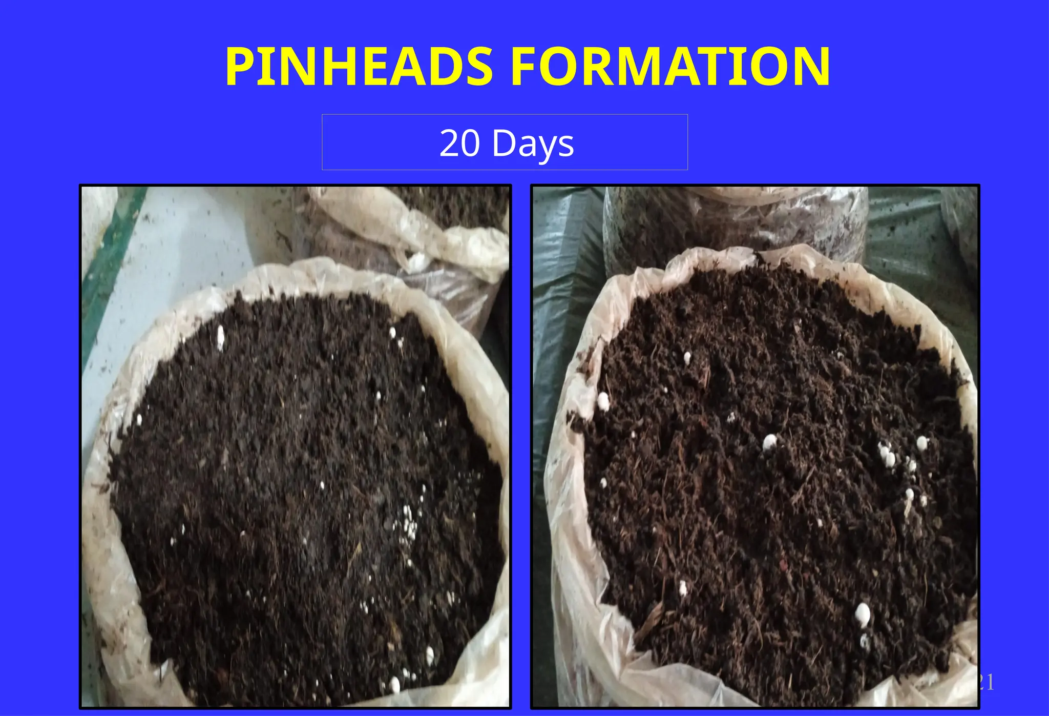 PINHEADS FORMATION
21
20 Days
 