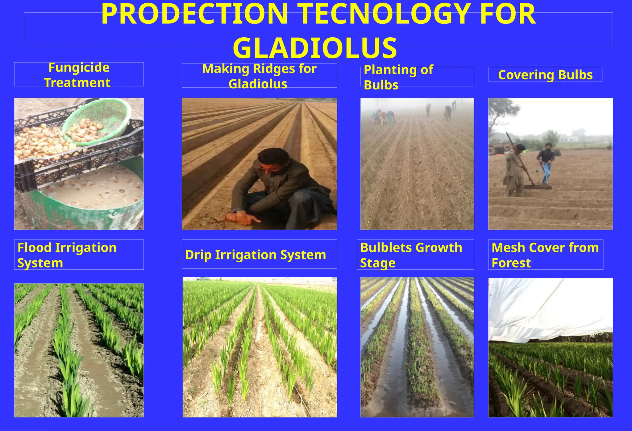 PRODECTION TECNOLOGY FOR
GLADIOLUS
Fungicide
Treatment
Making Ridges for
Gladiolus
Covering Bulbs
Planting of
Bulbs
Drip Irrigation System
Flood Irrigation
System
Bulblets Growth
Stage
Mesh Cover from
Forest
 