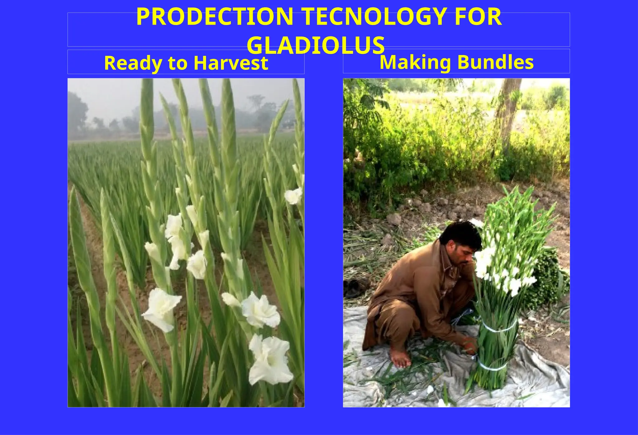 PRODECTION TECNOLOGY FOR
GLADIOLUS
Ready to Harvest Making Bundles
 