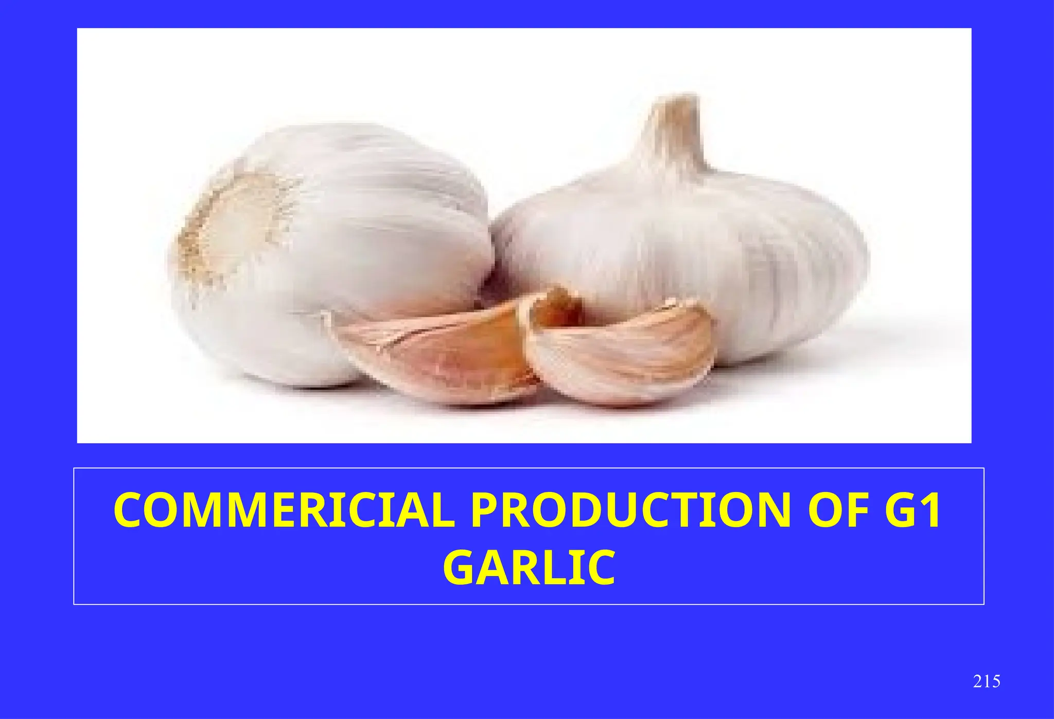 215
COMMERICIAL PRODUCTION OF G1
GARLIC
 