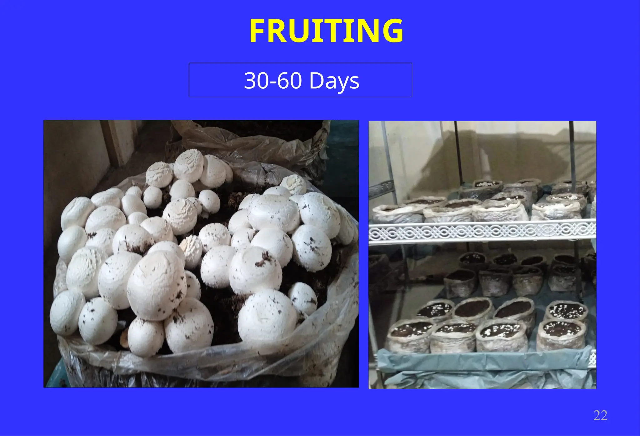 FRUITING
22
30-60 Days
 
