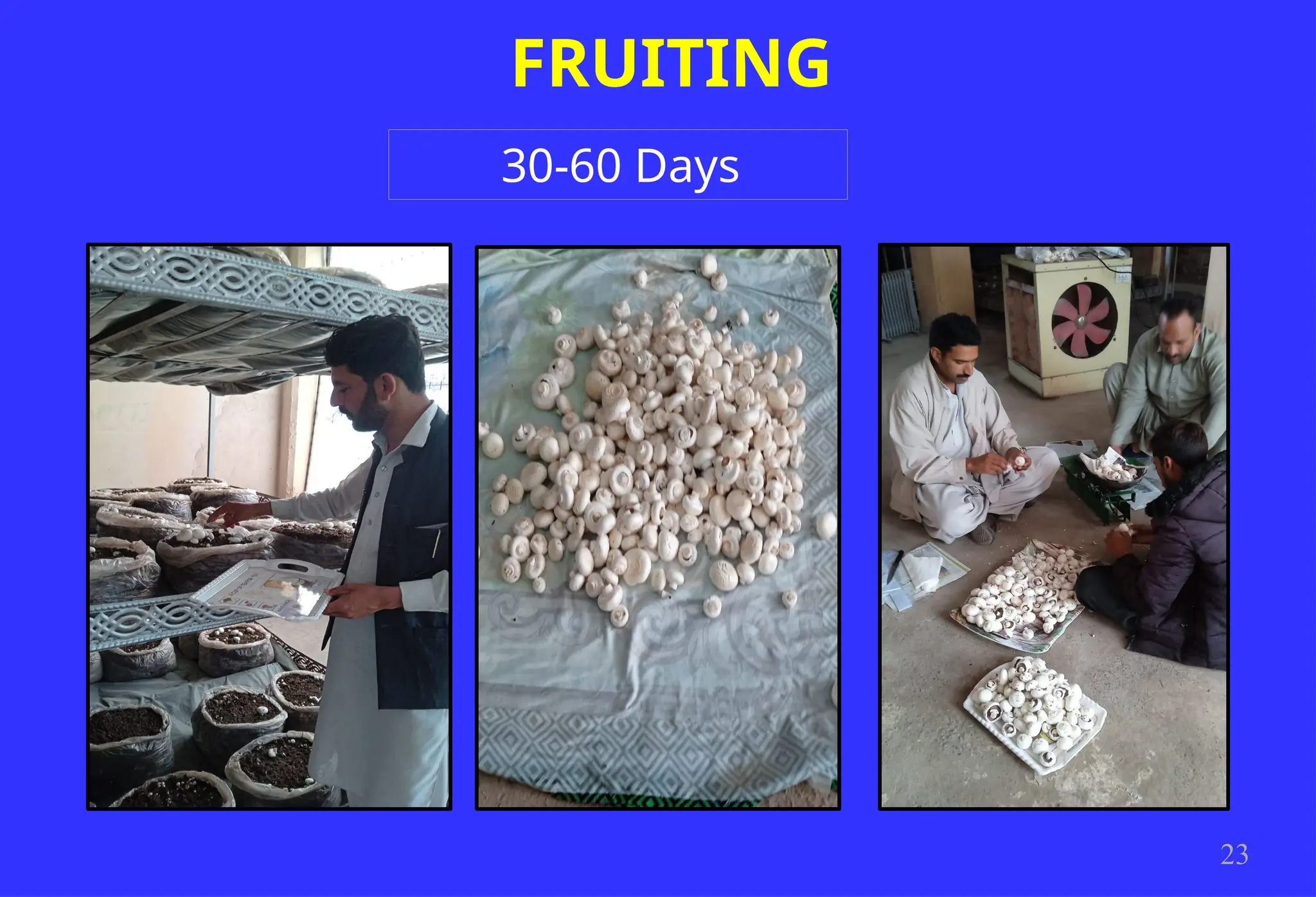 FRUITING
23
30-60 Days
 