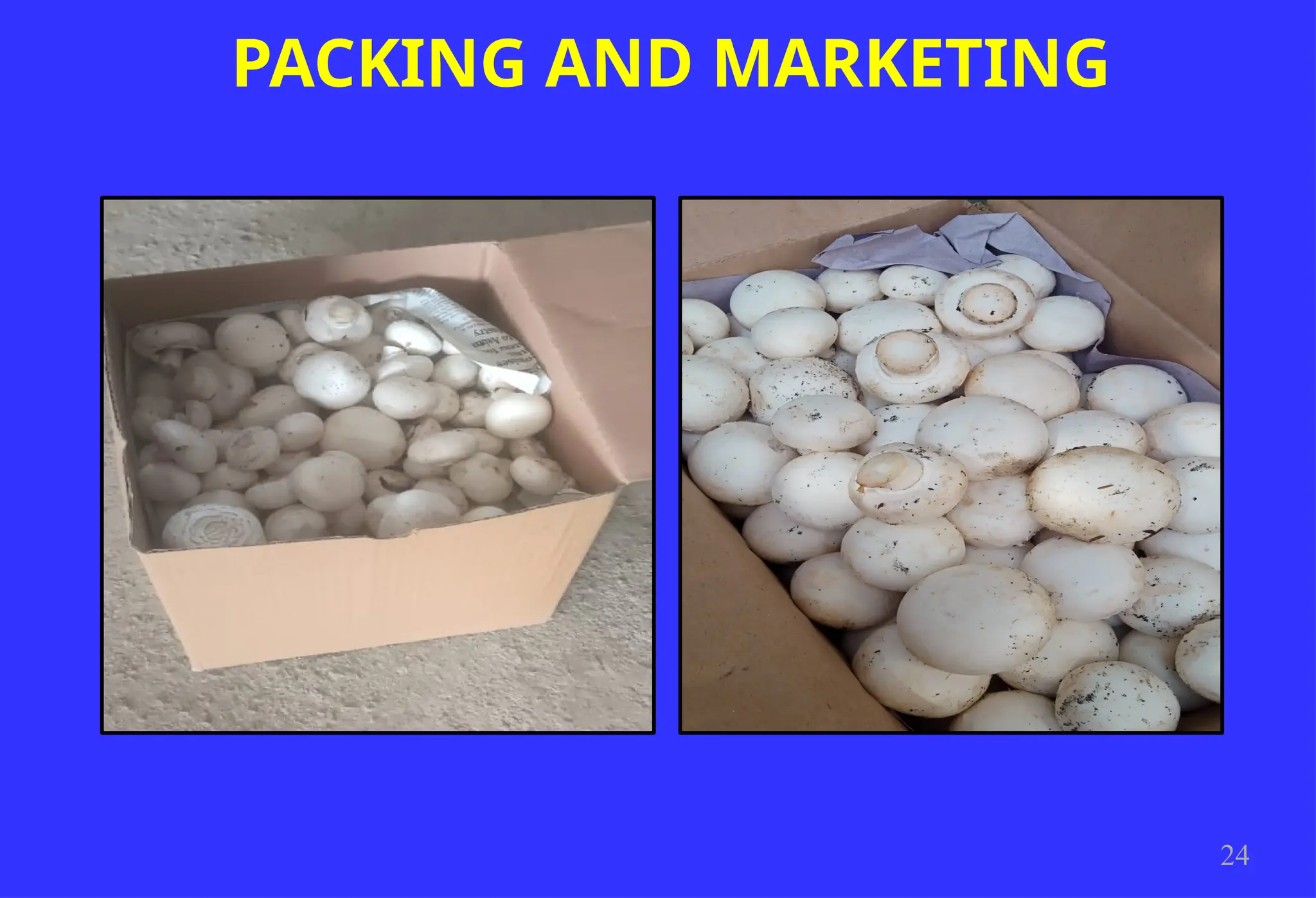 PACKING AND MARKETING
24
 