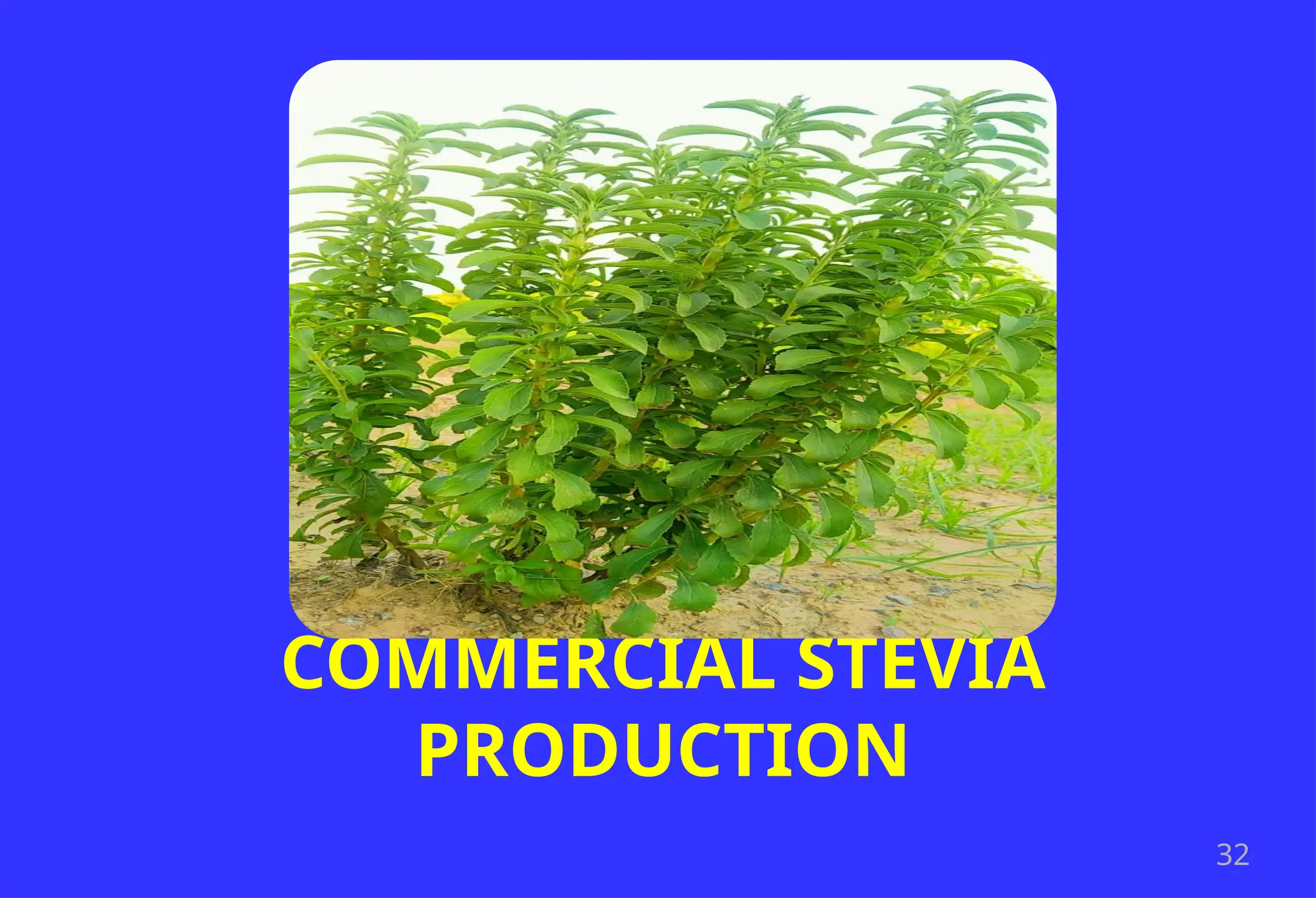32
COMMERCIAL STEVIA
PRODUCTION
 