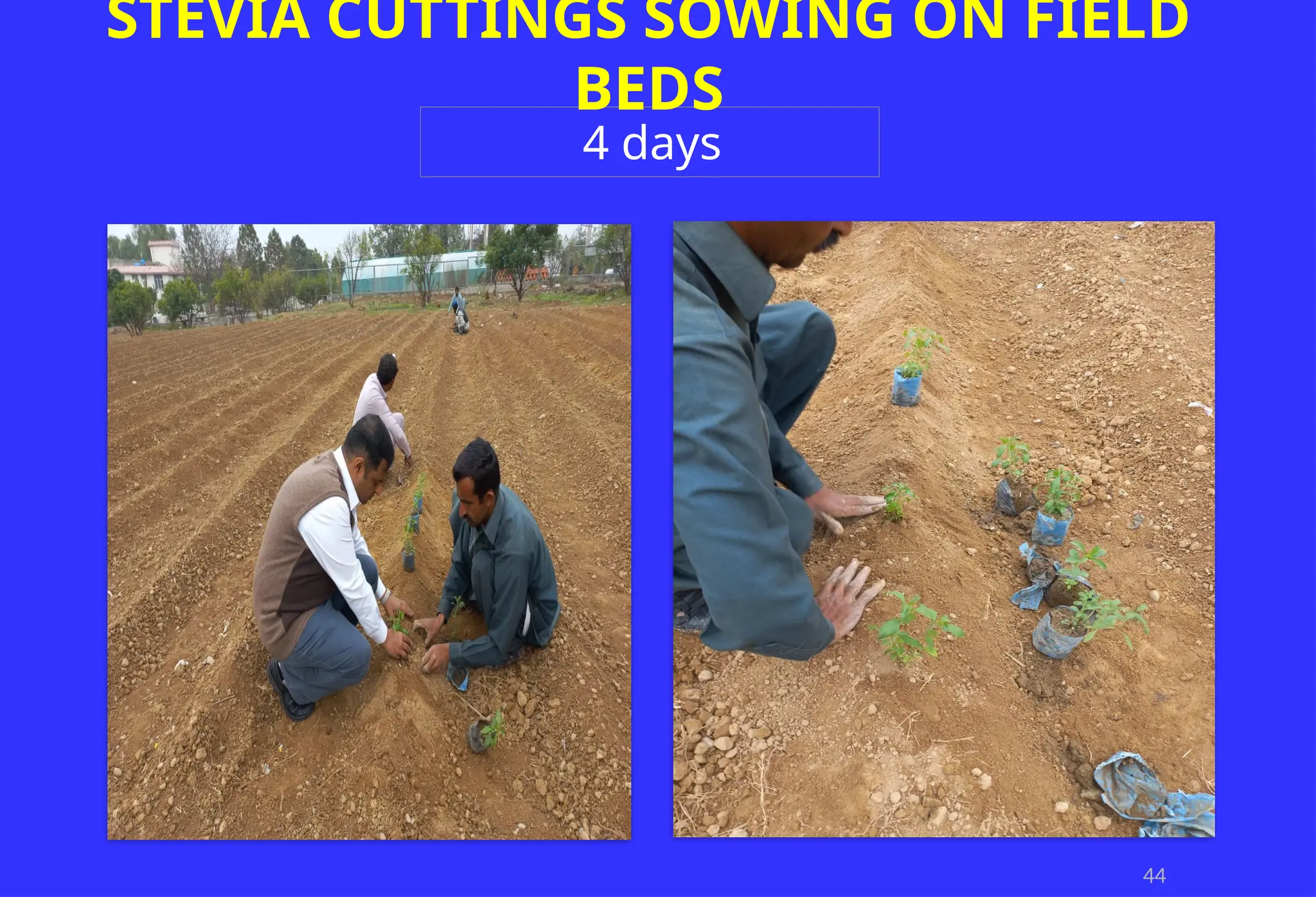 44
STEVIA CUTTINGS SOWING ON FIELD
BEDS
4 days
 