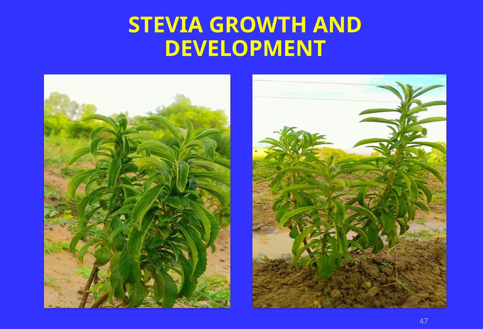 47
STEVIA GROWTH AND
DEVELOPMENT
 