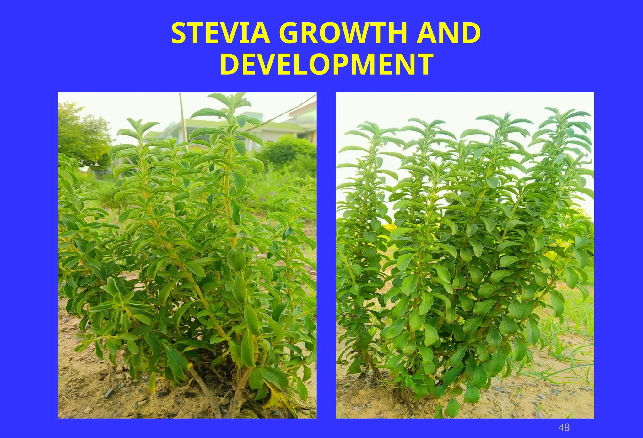 48
STEVIA GROWTH AND
DEVELOPMENT
 
