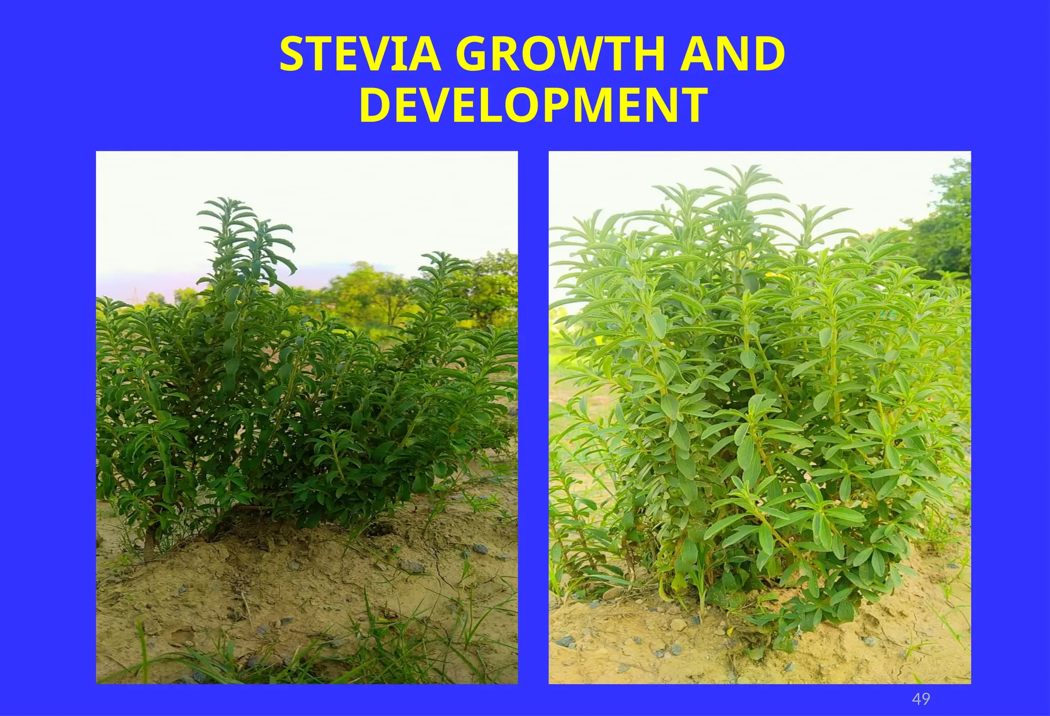 49
STEVIA GROWTH AND
DEVELOPMENT
 