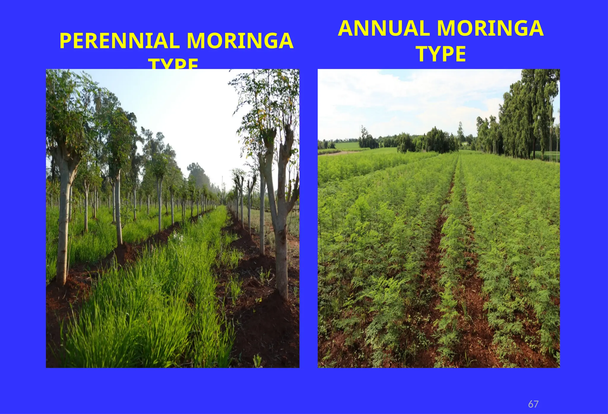 PERENNIAL MORINGA
TYPE
ANNUAL MORINGA
TYPE
67
 