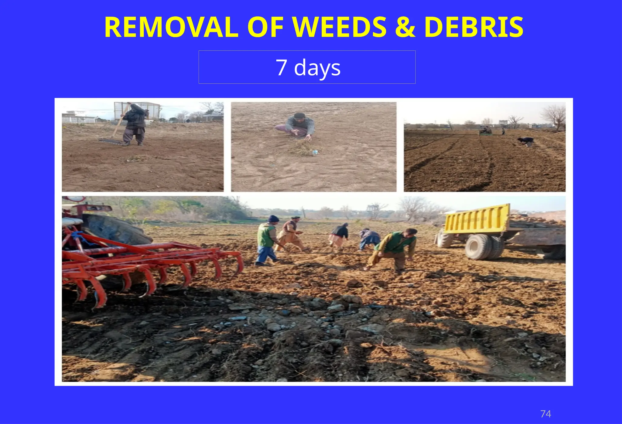 74
REMOVAL OF WEEDS & DEBRIS
7 days
 