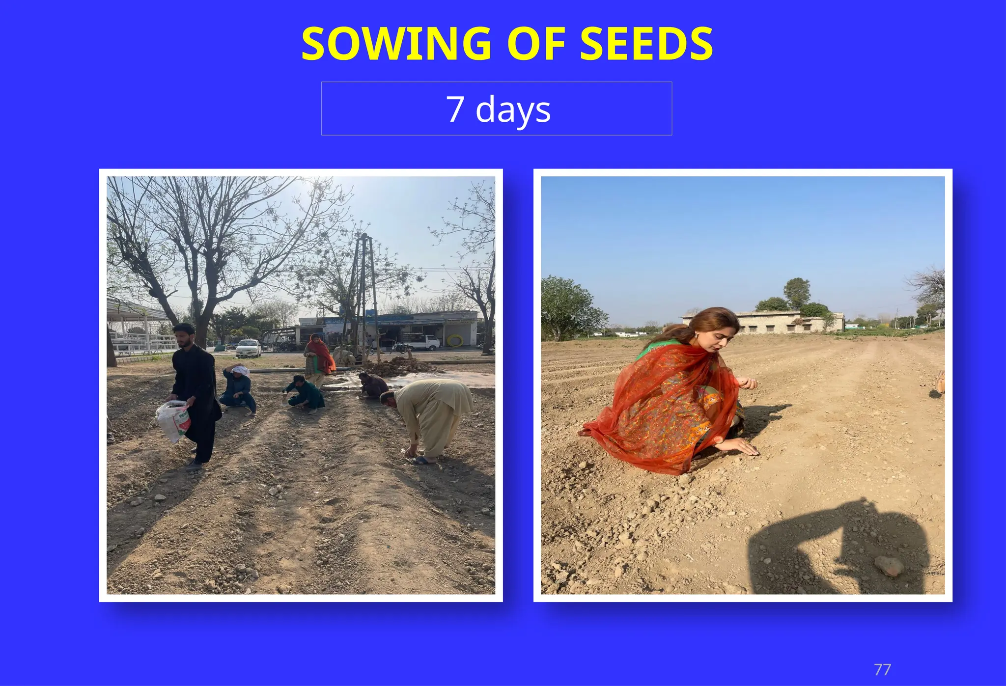 77
SOWING OF SEEDS
7 days
 